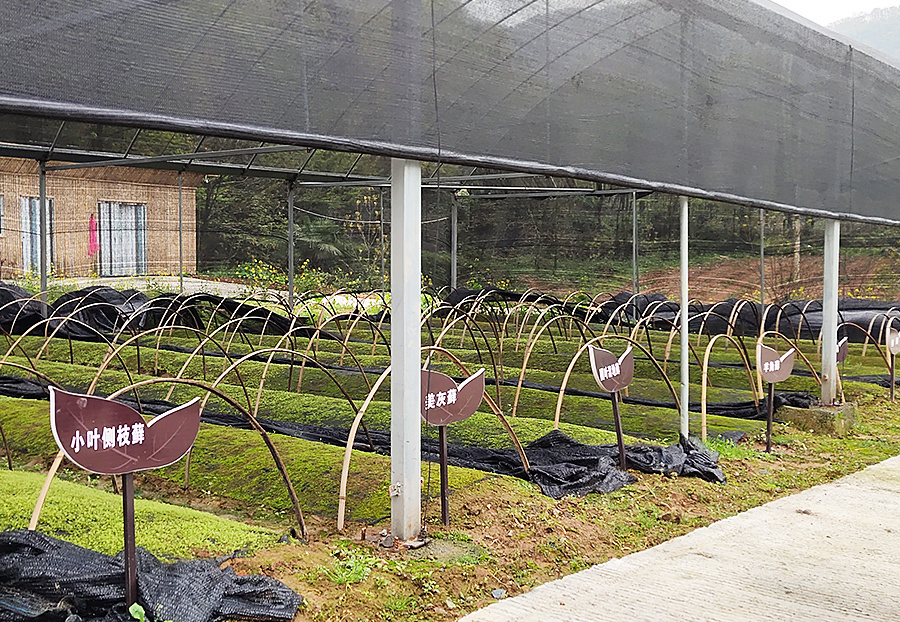 种植基地